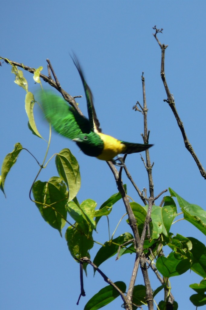 African Emerald Cuckoo - ML204840561
