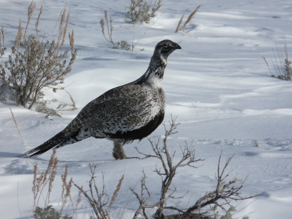Greater Sage-Grouse - ML204840611