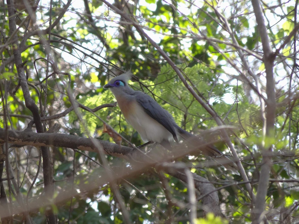 Crested Coua (Crested) - ML204840681