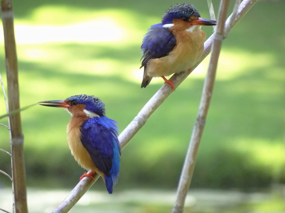 Malagasy Kingfisher - Ian Hempstead