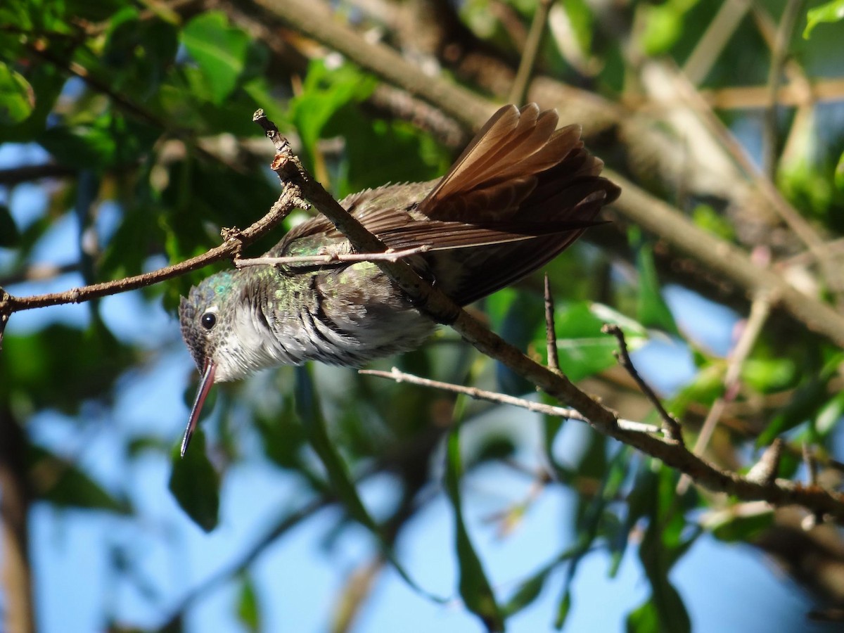 Azure-crowned Hummingbird (Azure-crowned) - Ian Hempstead