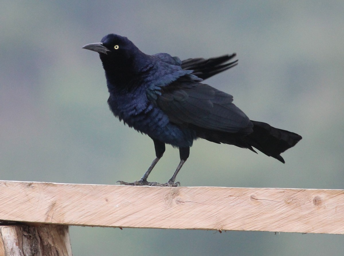 Great-tailed Grackle (Great-tailed) - ML204841271