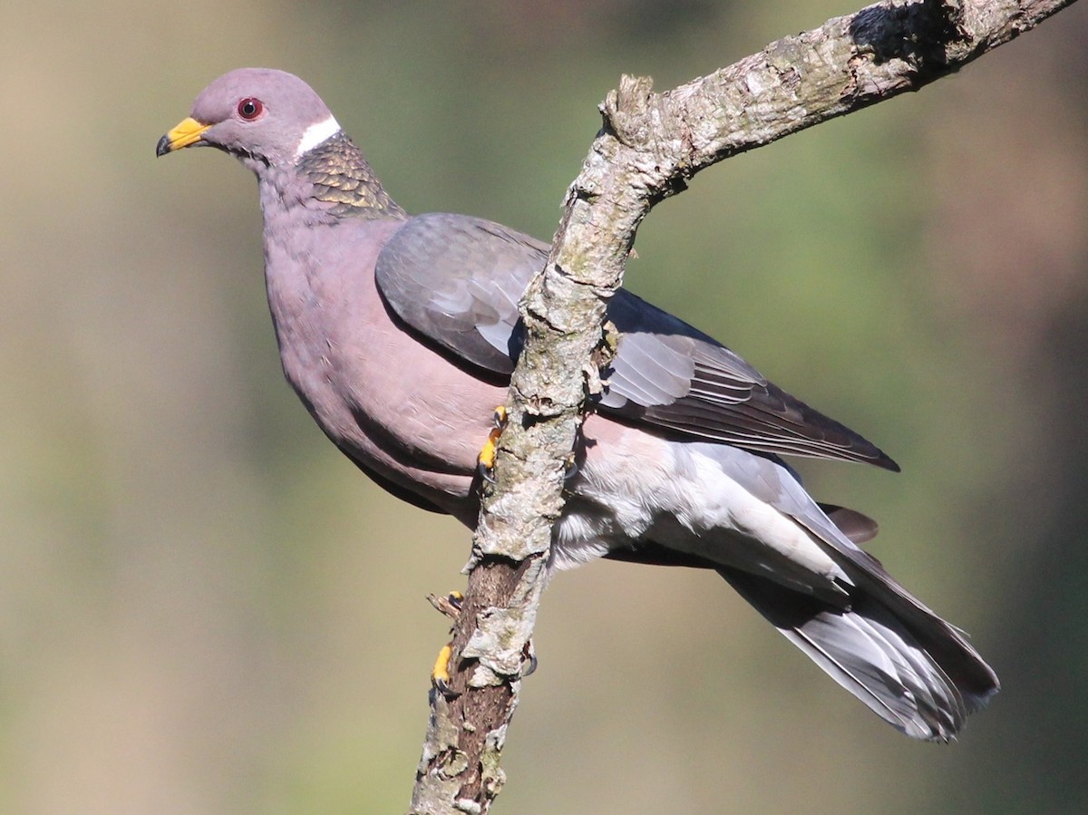 Band-tailed Pigeon (Northern) - ML204841281