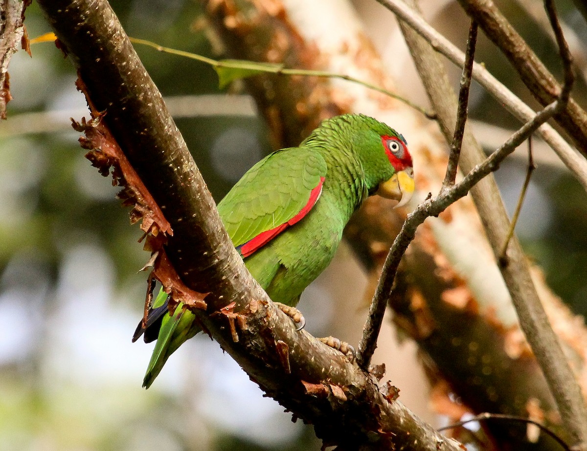 White-fronted Parrot - ML204841341