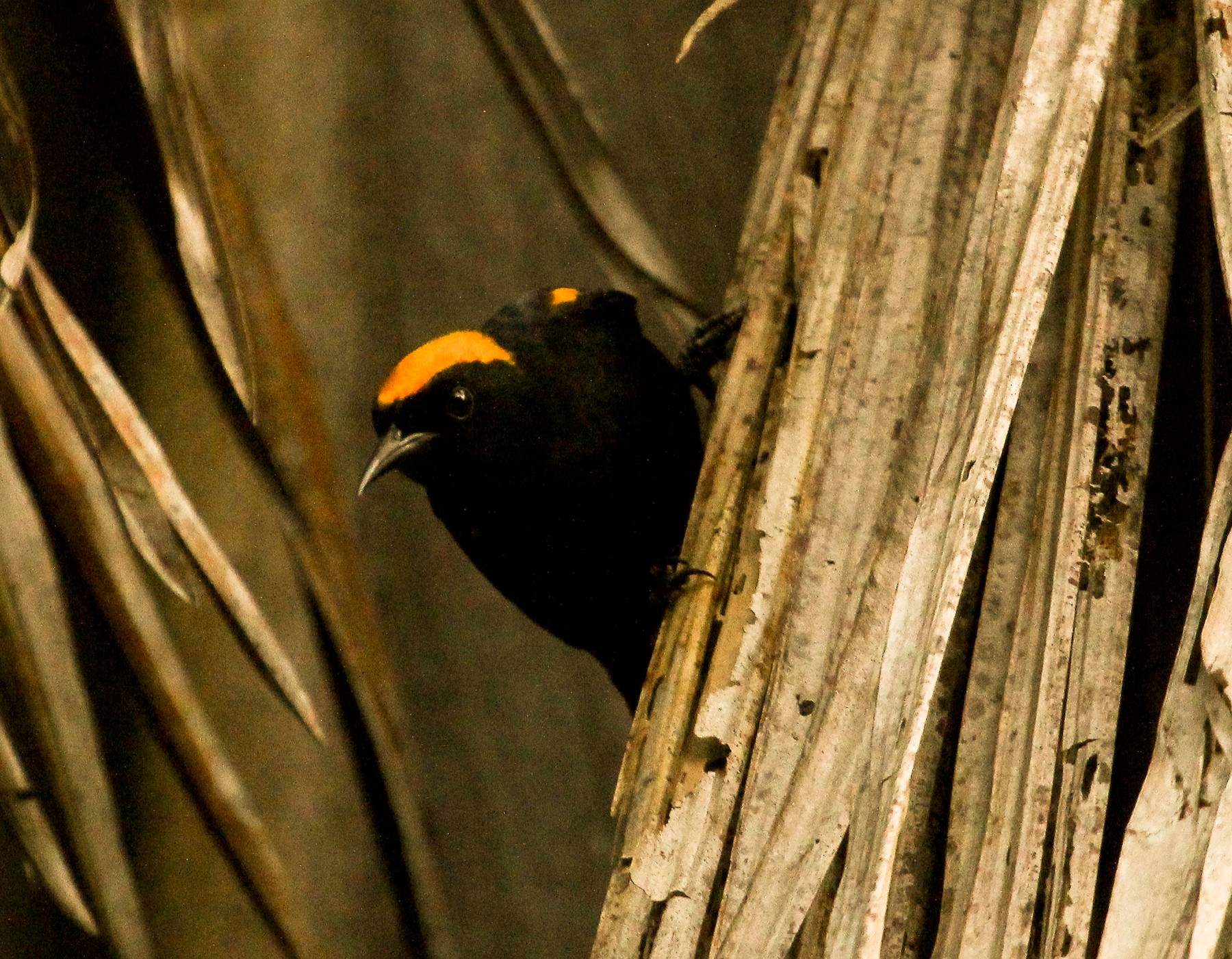 アカカタムクドリモドキ Chrysocephalus Ebird