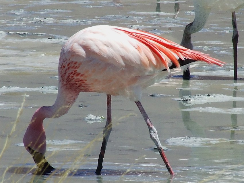 James's Flamingo - oscar delareina
