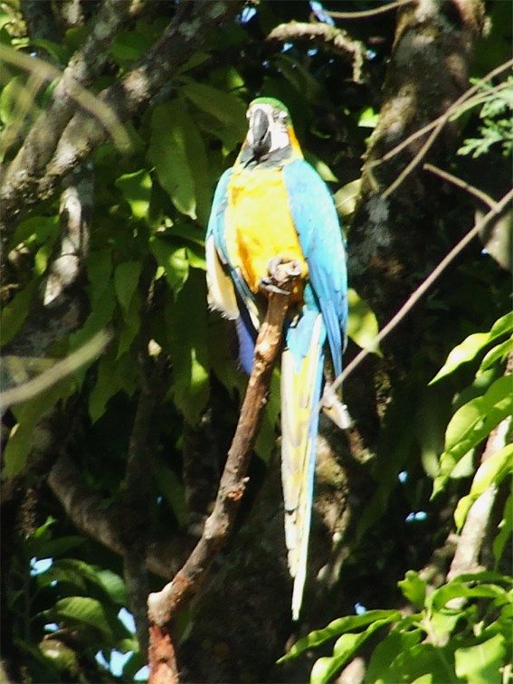 Blue-and-yellow Macaw - ML204842641