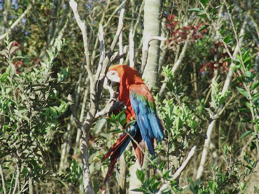 Red-and-green Macaw - oscar delareina