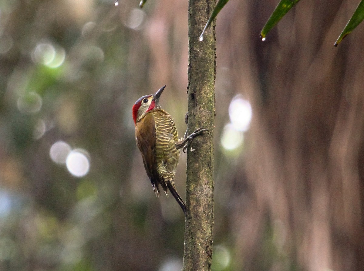 Golden-olive Woodpecker (Golden-olive) - Luis Mario Arce