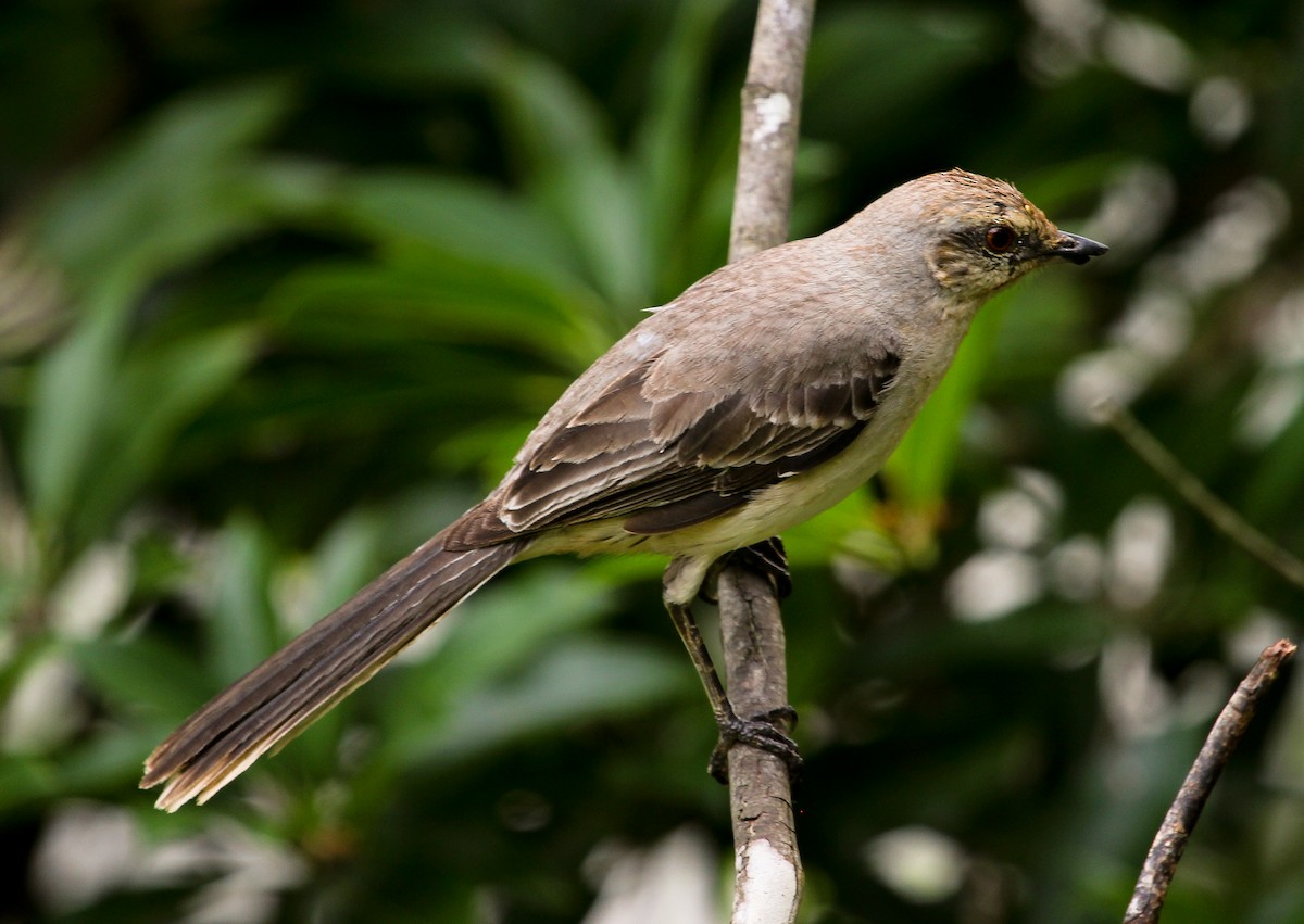 Tropical Mockingbird (Southern) - Luis Mario Arce