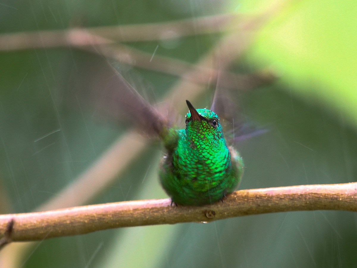 kolibřík měděnořitý - ML204843401