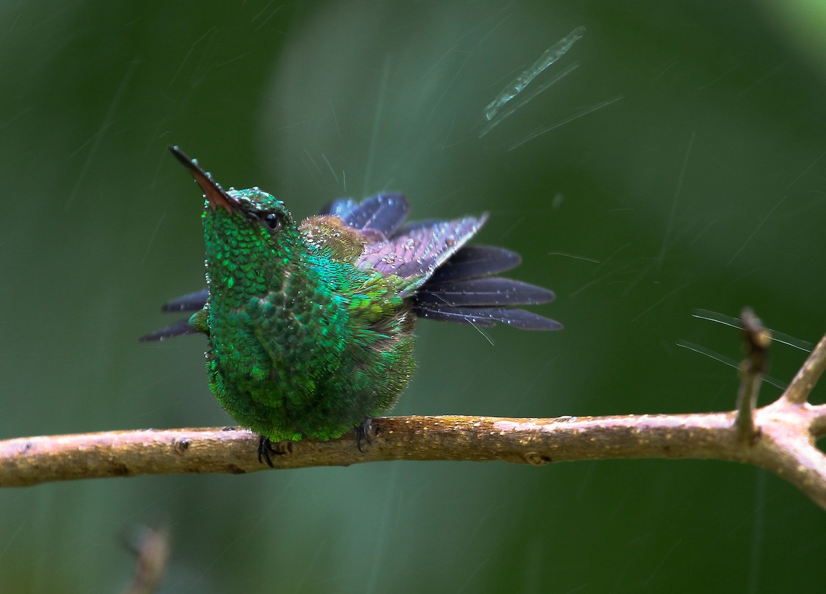 kolibřík měděnořitý - ML204843411