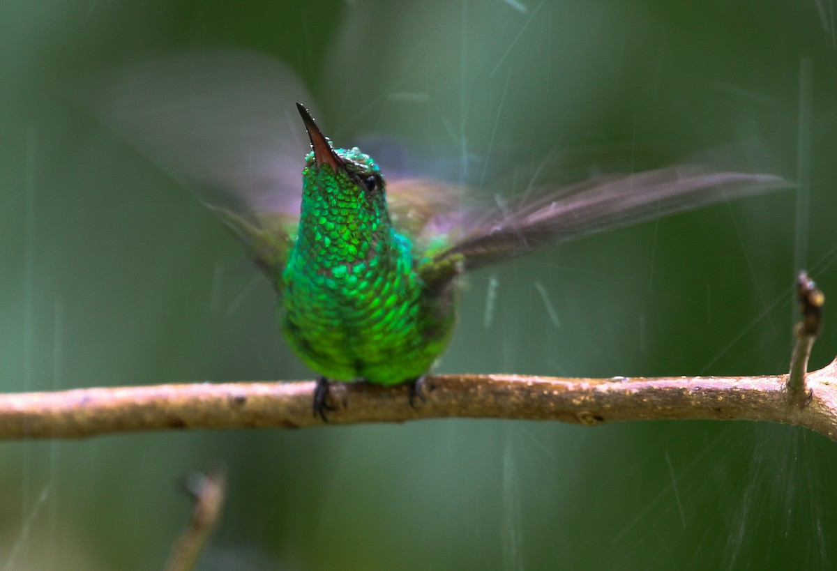 Copper-rumped Hummingbird - Luis Mario Arce