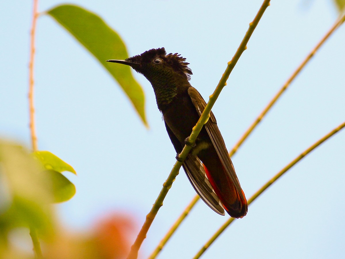 Ruby-topaz Hummingbird - Luis Mario Arce