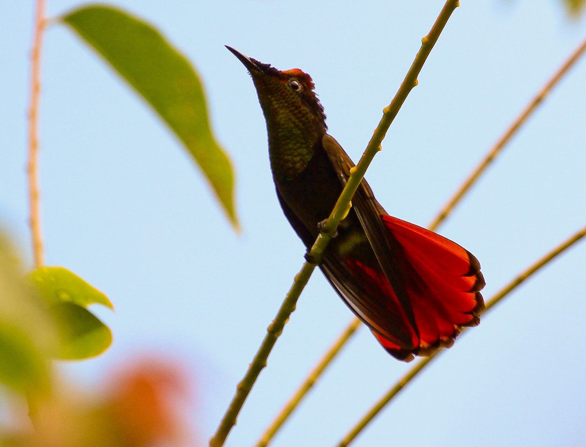 Ruby-topaz Hummingbird - Luis Mario Arce