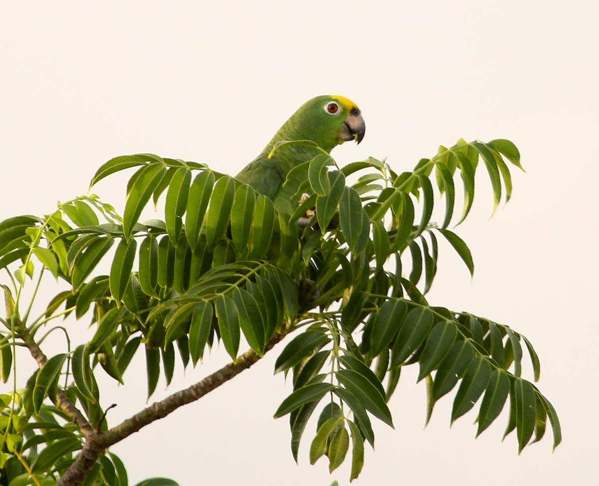 Yellow-crowned Parrot - Luis Mario Arce