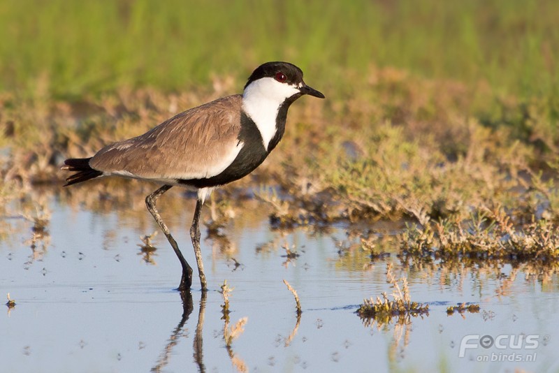 Spur-winged Lapwing - ML204843941