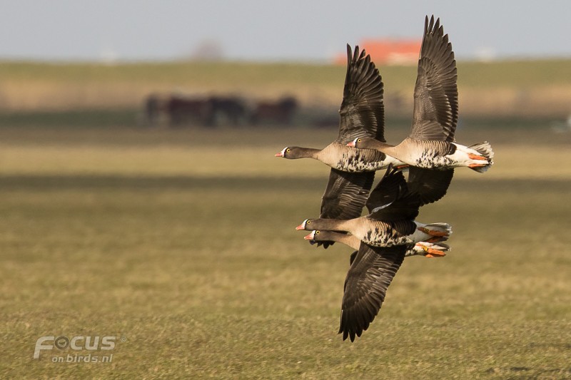 Lesser White-fronted Goose - ML204844241