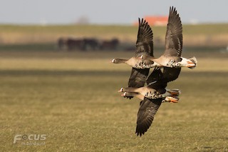 Lesser White-fronted Goose, ML204844241