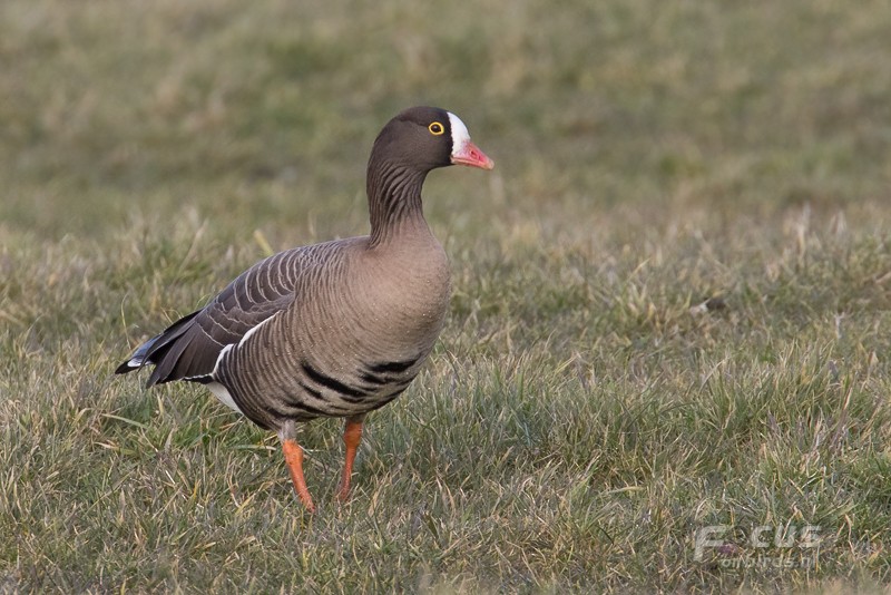 Lesser White-fronted Goose - ML204844251