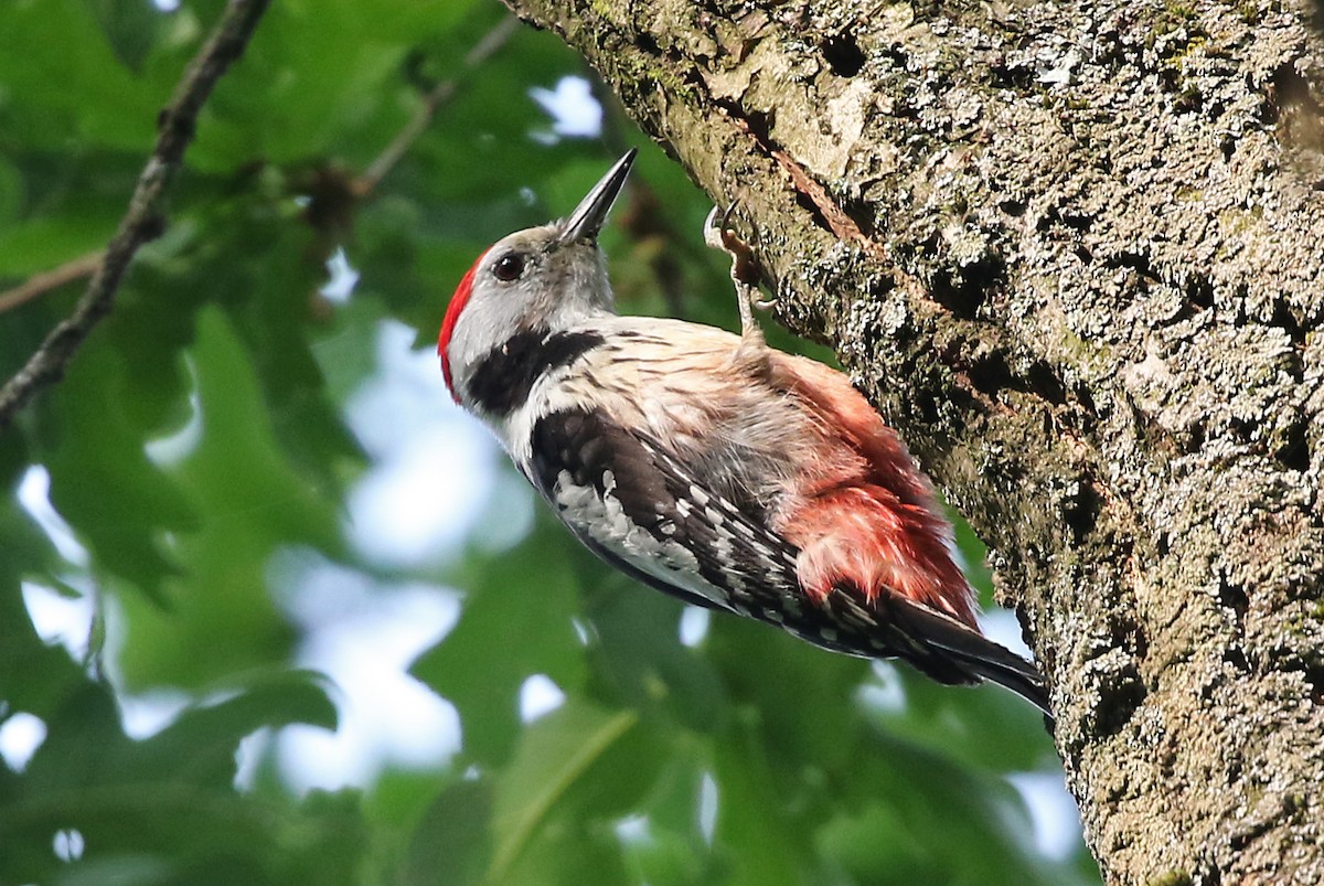 Middle Spotted Woodpecker - Phillip Edwards