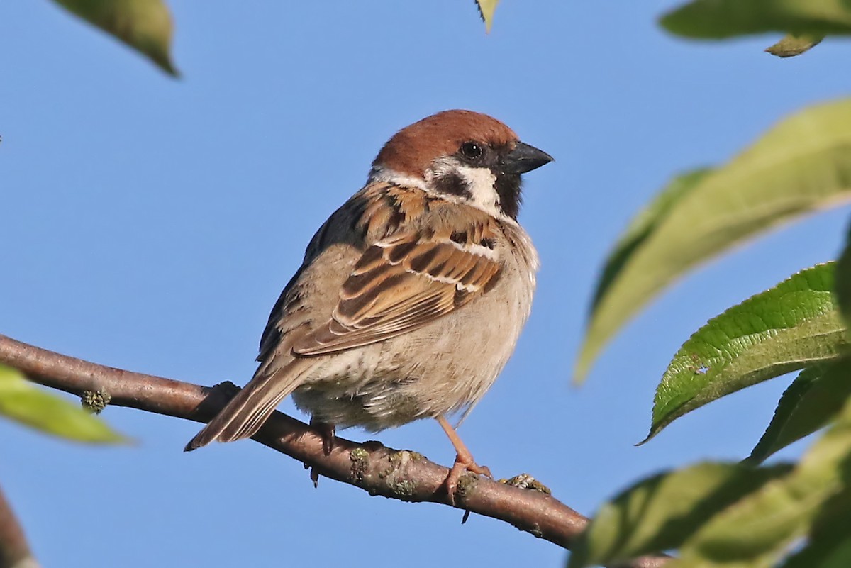 Eurasian Tree Sparrow - Phillip Edwards