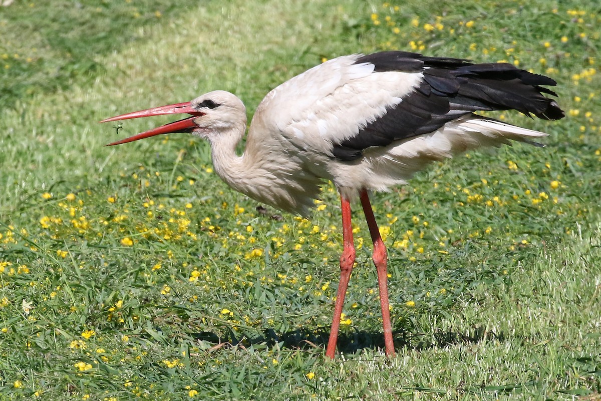 White Stork - Phillip Edwards