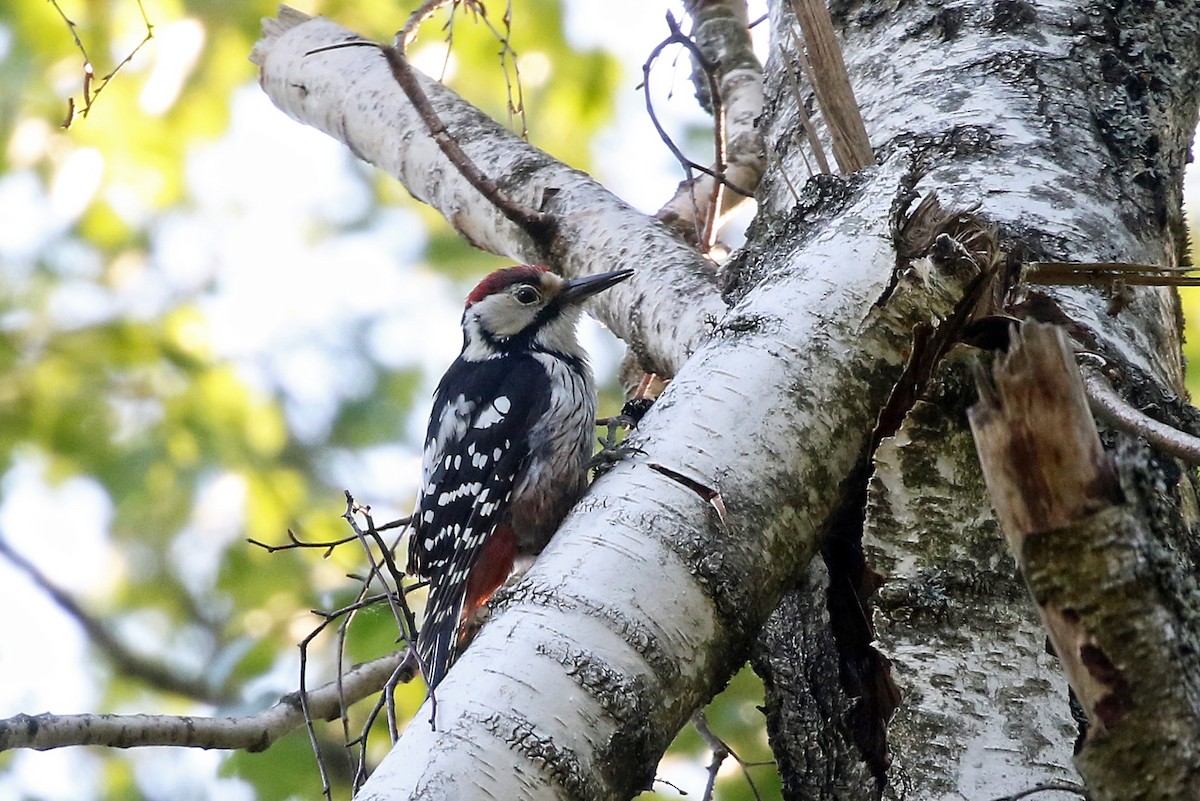 White-backed Woodpecker (White-backed) - ML204844721