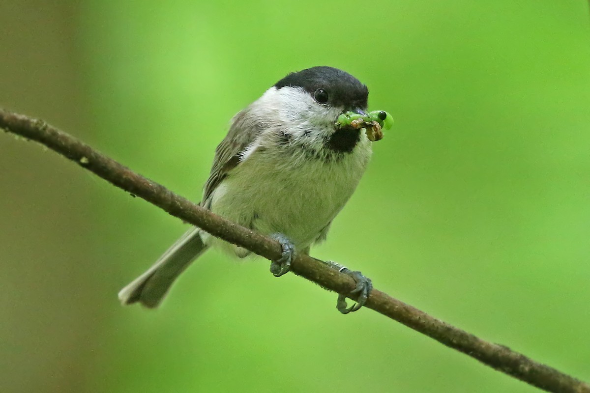 Willow Tit (Willow) - Phillip Edwards