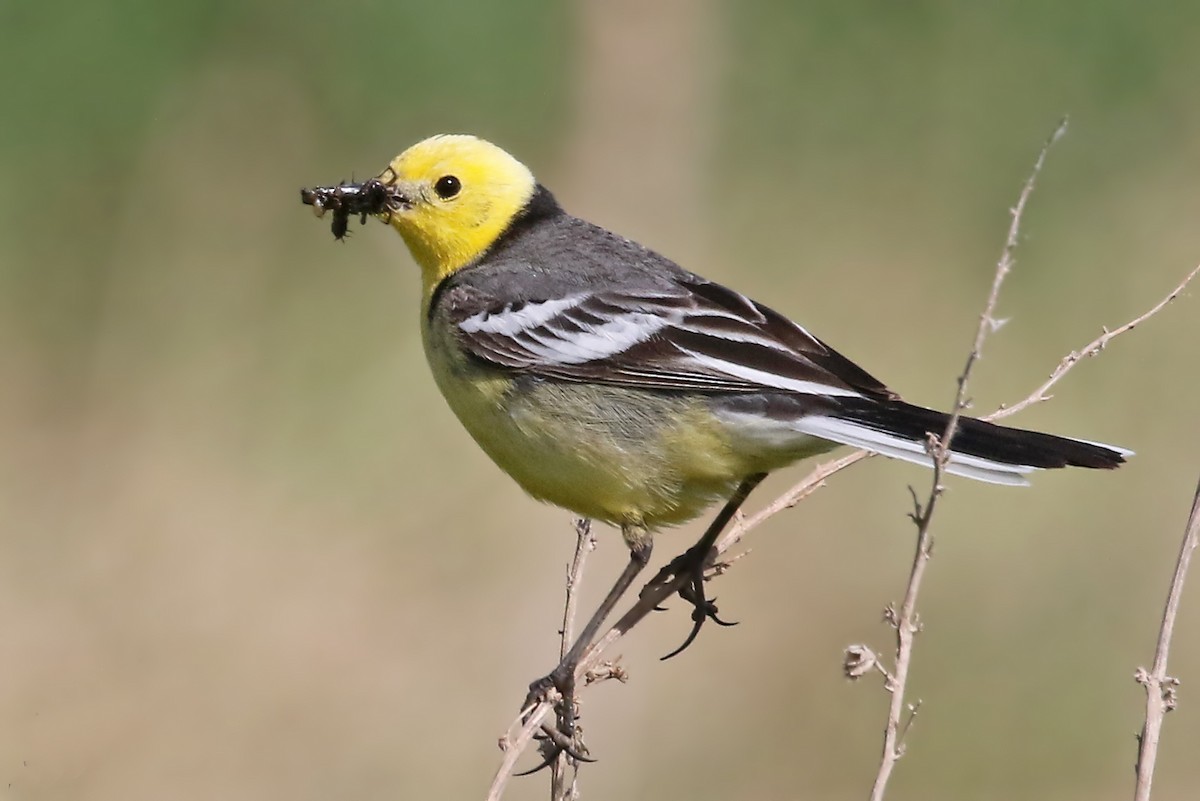 Citrine Wagtail (Gray-backed) - Phillip Edwards