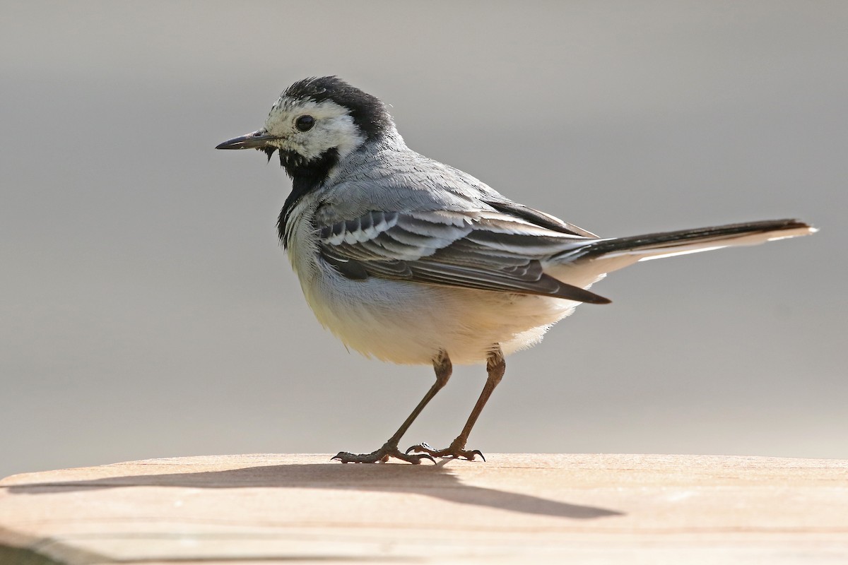 White Wagtail (White-faced) - Phillip Edwards