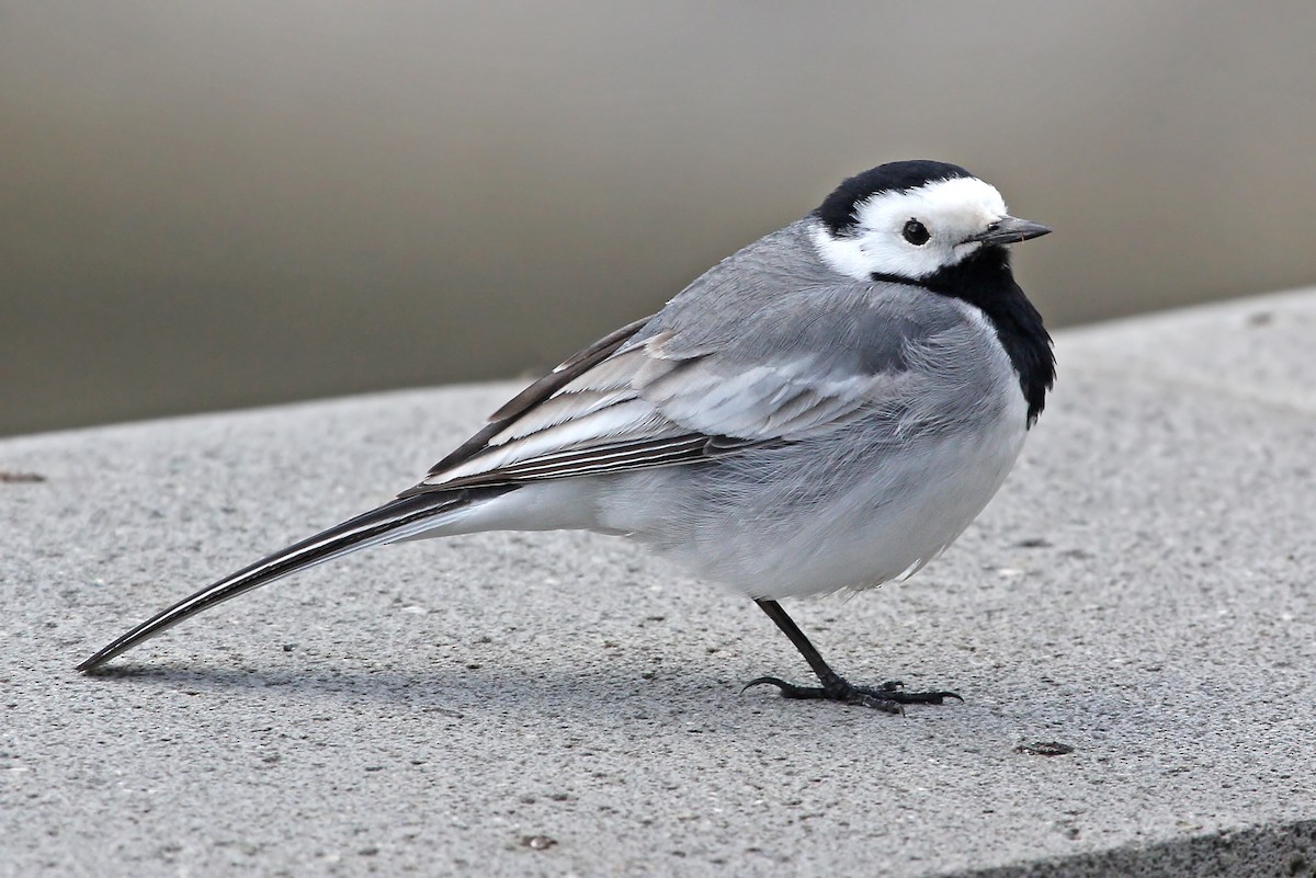 White Wagtail (White-faced) - ML204845061