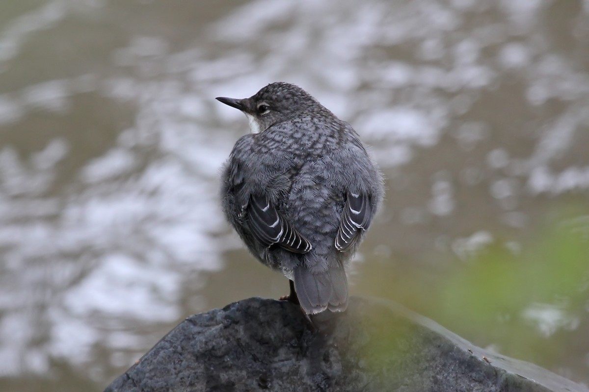 White-throated Dipper - Phillip Edwards