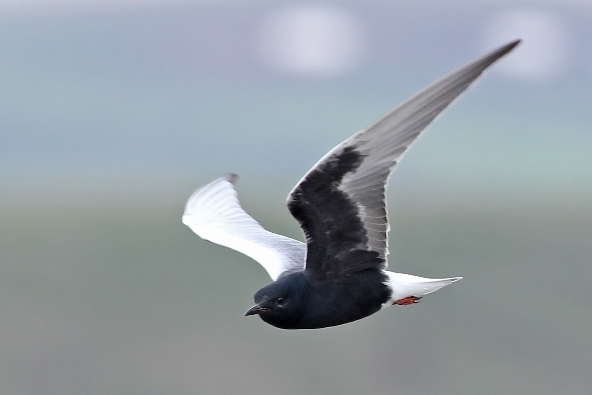 White-winged Tern - Phillip Edwards