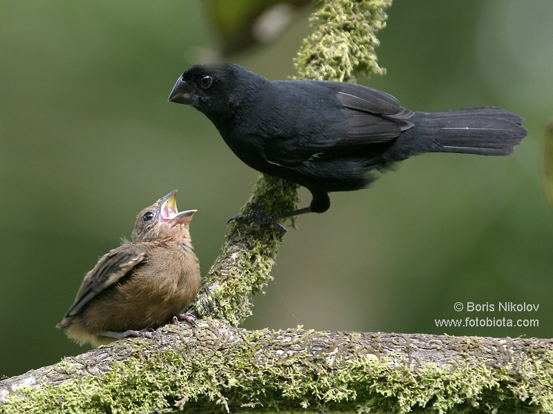 Thick-billed Seed-Finch - ML204845221