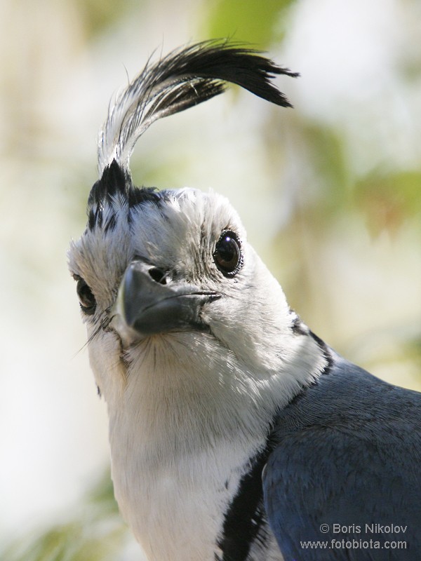 White-throated Magpie-Jay - Boris Nikolov