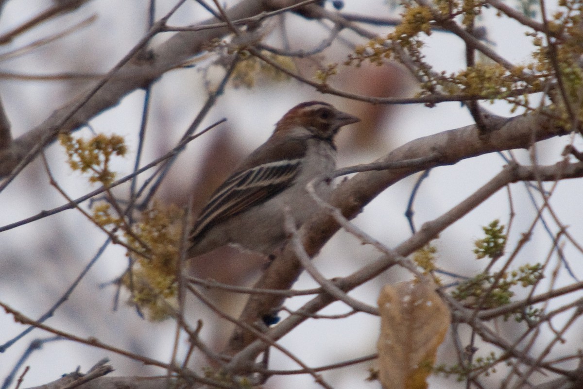 Chestnut-crowned Sparrow-Weaver - ML204845511