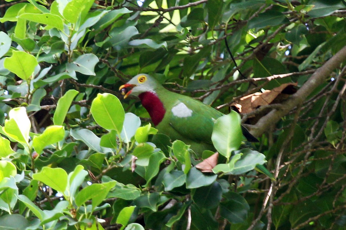 Claret-breasted Fruit-Dove - ML204845611