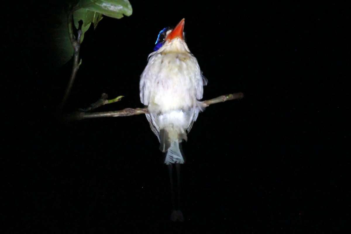 Common Paradise-Kingfisher - Phillip Edwards