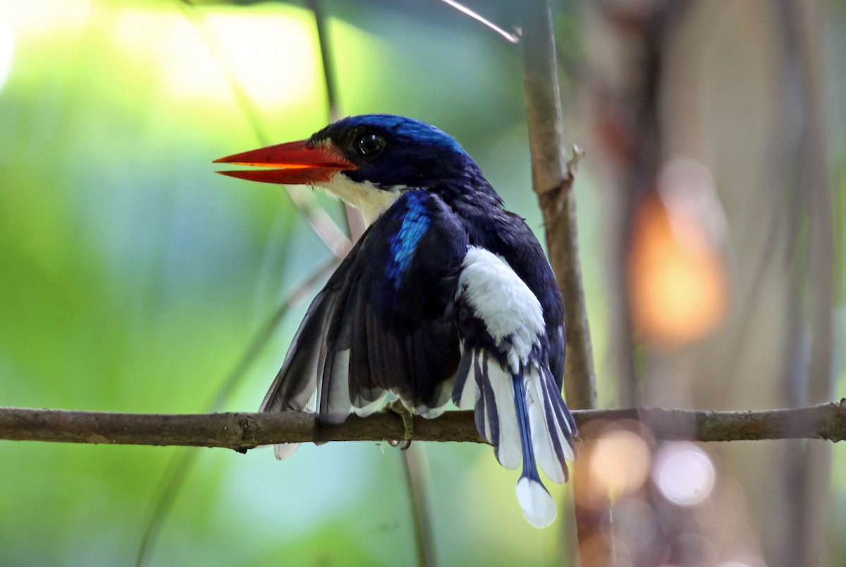 Common Paradise-Kingfisher - Phillip Edwards
