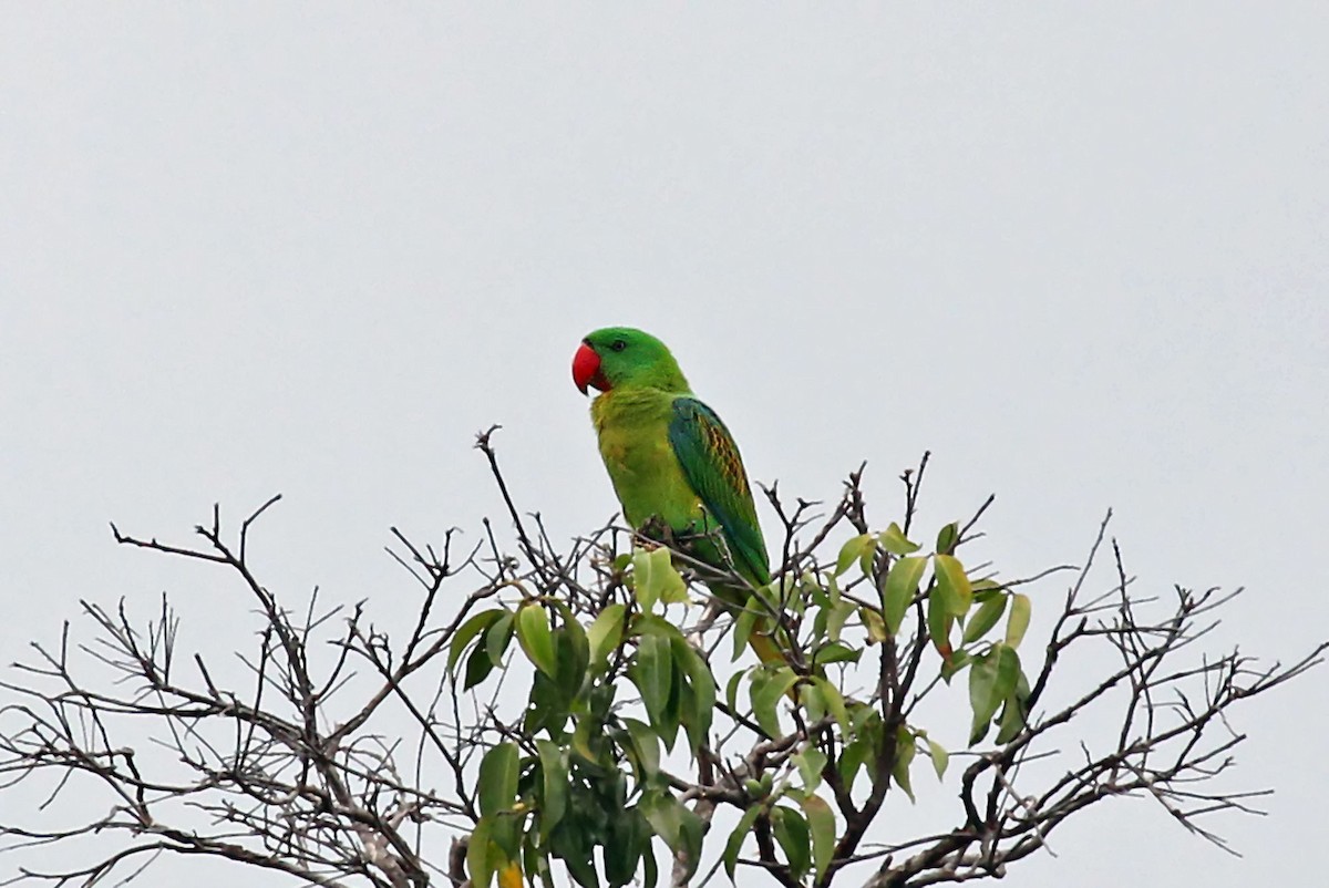 Great-billed Parrot - ML204845831