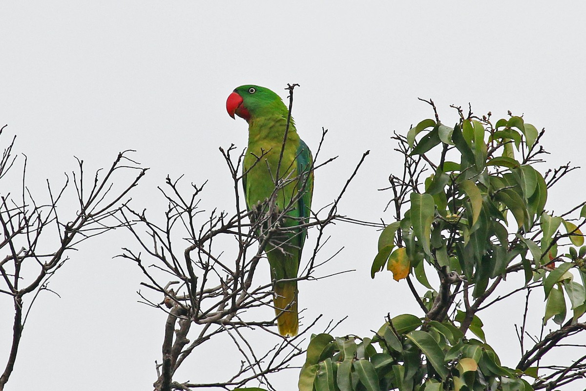 Great-billed Parrot - ML204845841