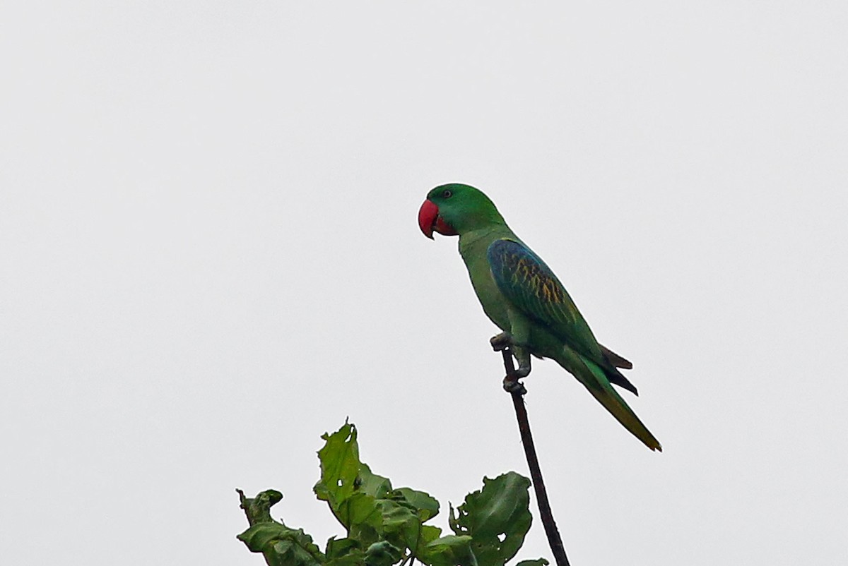 Great-billed Parrot - Phillip Edwards