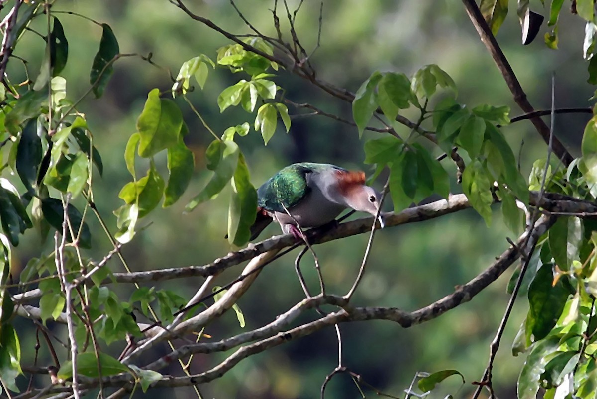 Green Imperial-Pigeon (Rufous-naped) - ML204845881