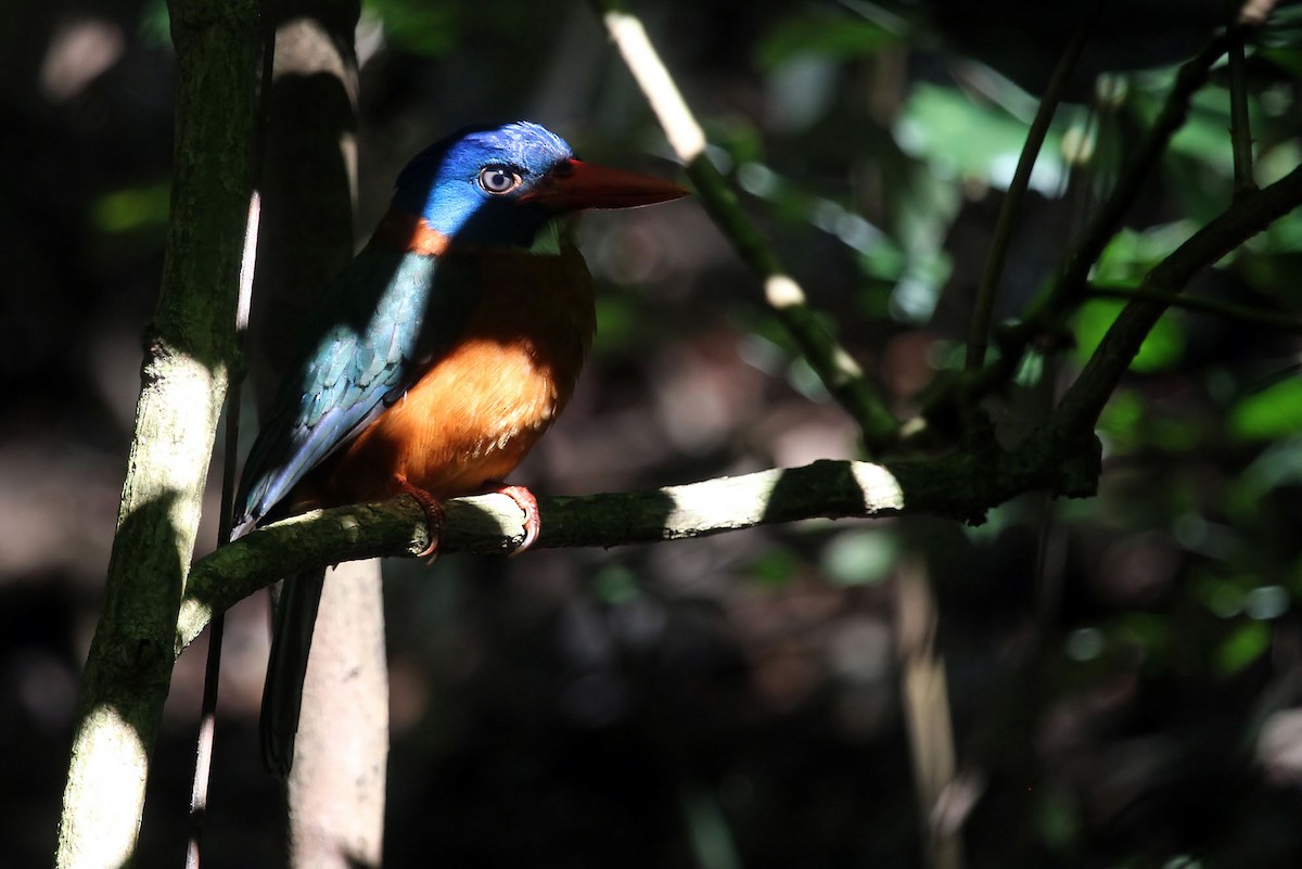 Green-backed Kingfisher (Blue-headed) - Phillip Edwards