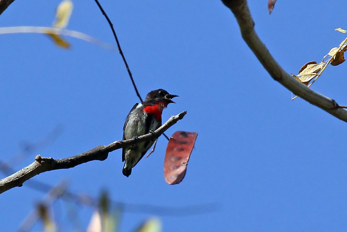 Gray-sided Flowerpecker (Gray-sided) - ML204845971