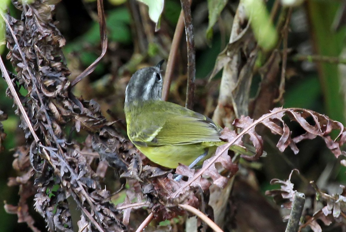 Island Leaf Warbler (Seram) - ML204846121