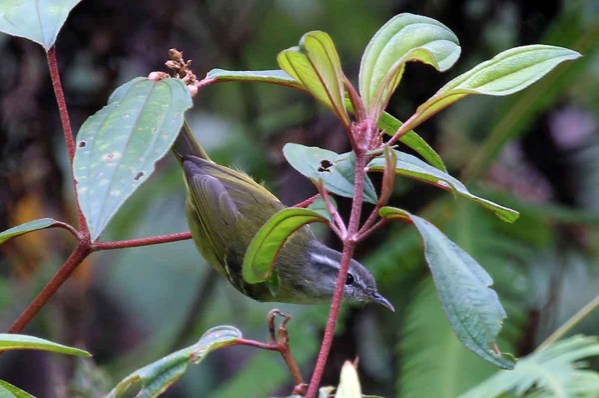 Island Leaf Warbler (Seram) - ML204846131
