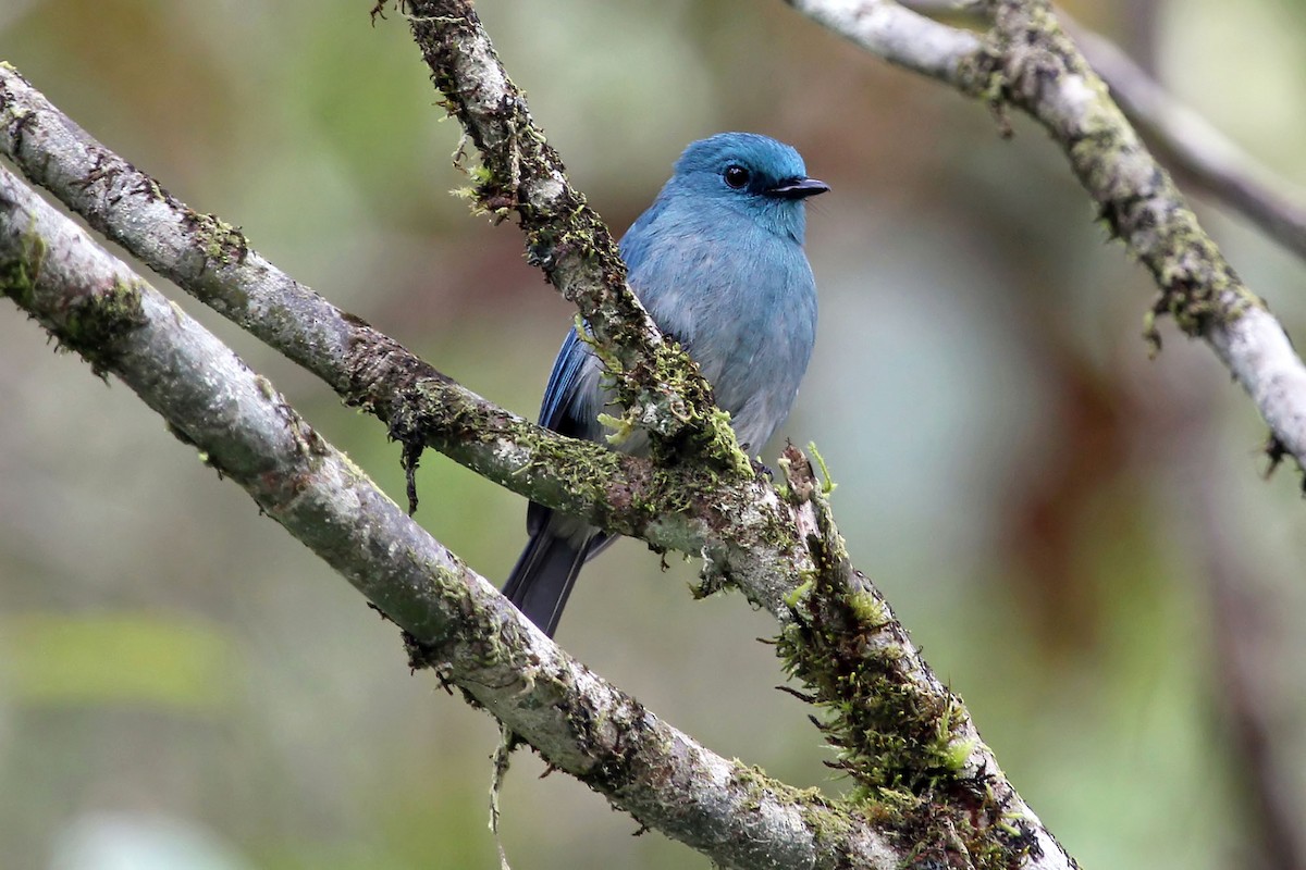 Turquoise Flycatcher - Phillip Edwards