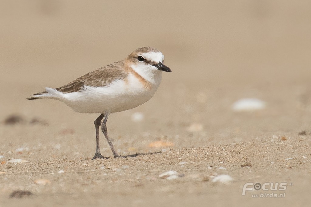White-fronted Plover - ML204846221